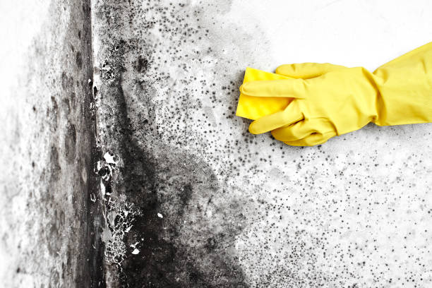 Mold Testing and Removal in Villa Rica, GA