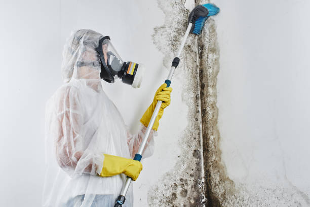 Best Commercial Mold Removal  in Villa Rica, GA