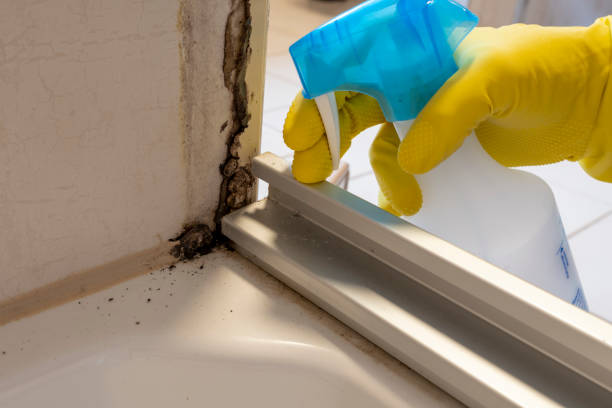 Best Local Mold Removal Service  in Villa Rica, GA