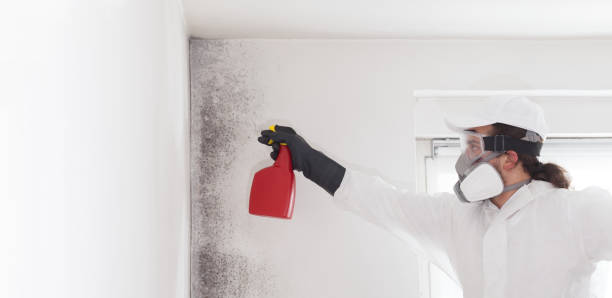 Best Mold Remediation  in Villa Rica, GA